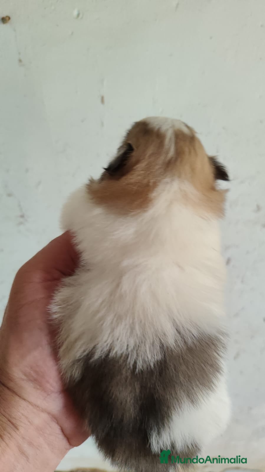 Pomerania perros en venta: Pomerania Toy  - Anuncio 4