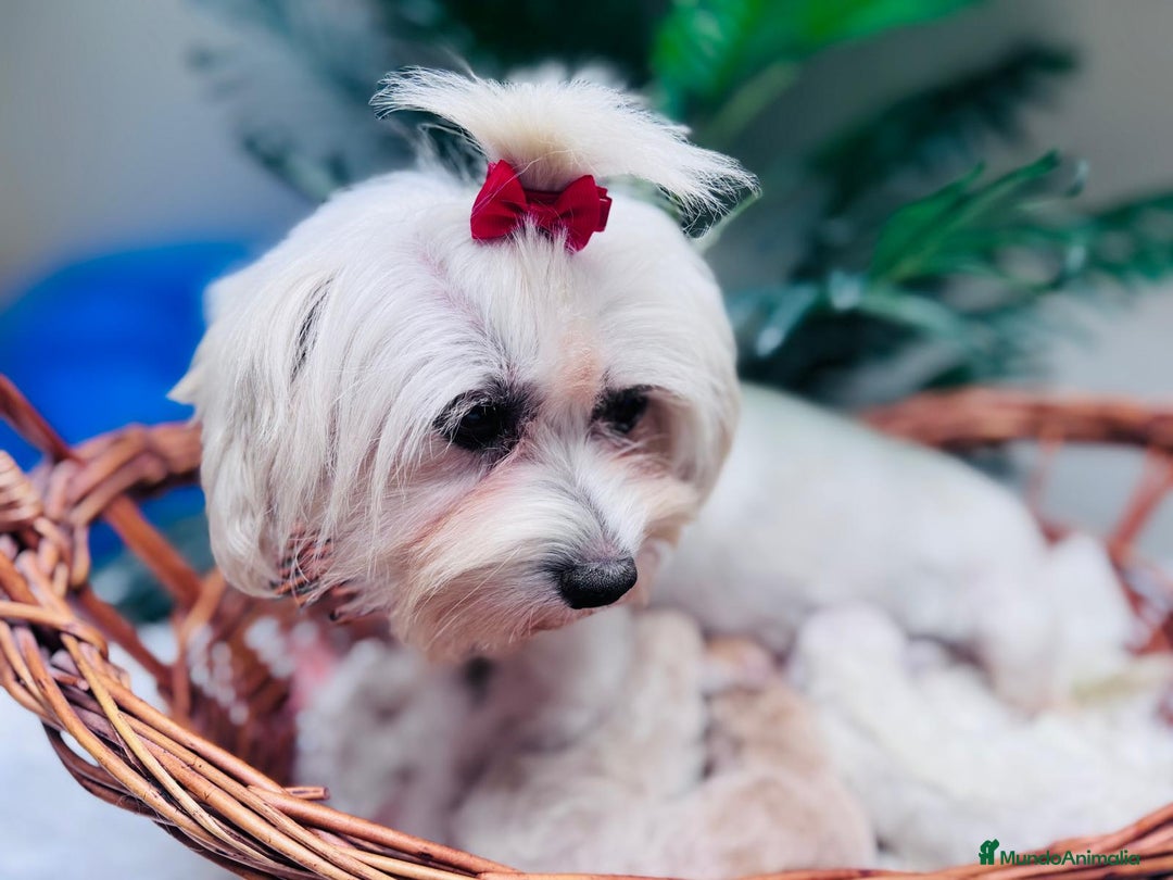 Maltipoo perros en venta: MALTIPOO - Anuncio 4