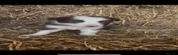 Border Collie perros en venta: Cachorros de Border collie  - Anuncio 2