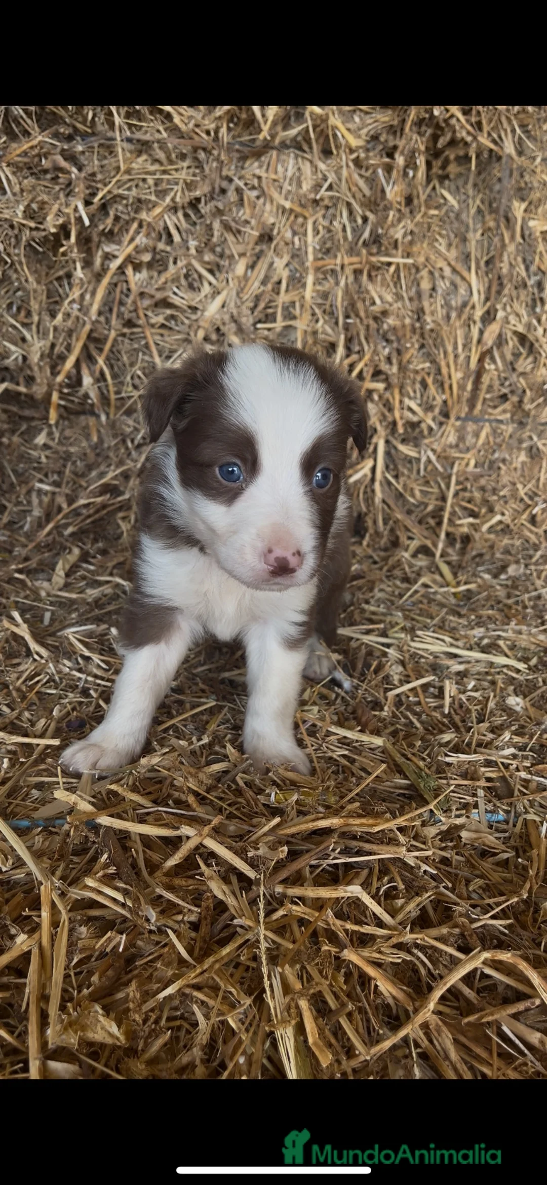 Border Collie perros en venta: Cachorros de Border collie  - Anuncio 2