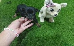 Otras razas perros en adopcion: Oportunidad  - Imagen 3