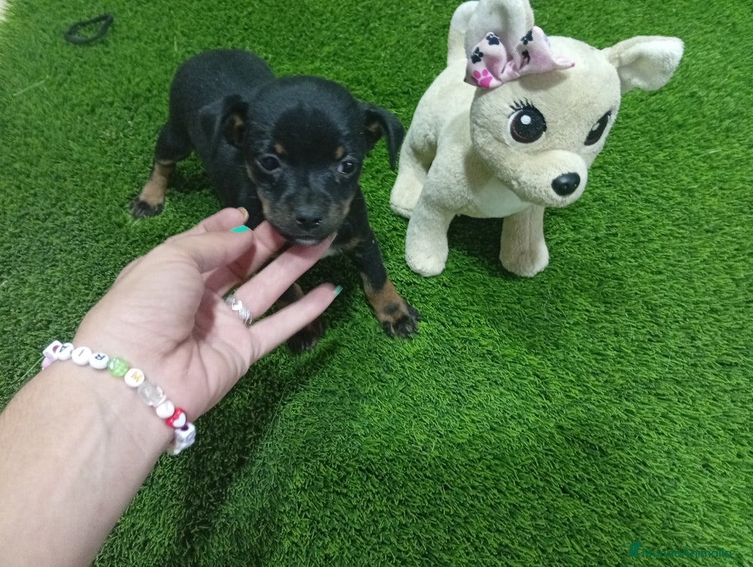 Otras razas perros en adopcion: Oportunidad  - Imagen 3
