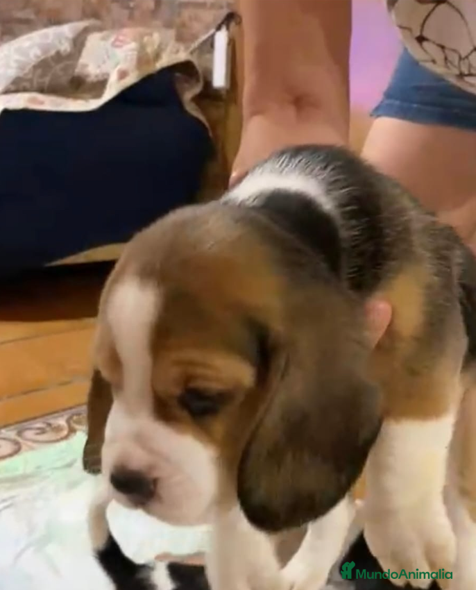 Beagle perros Beagle Macho y Hembra  - Anuncio 2