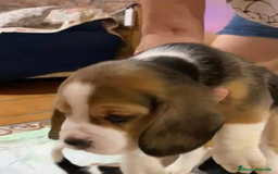 Beagle perros en venta: Beagle Macho y Hembra  - Imagen 2