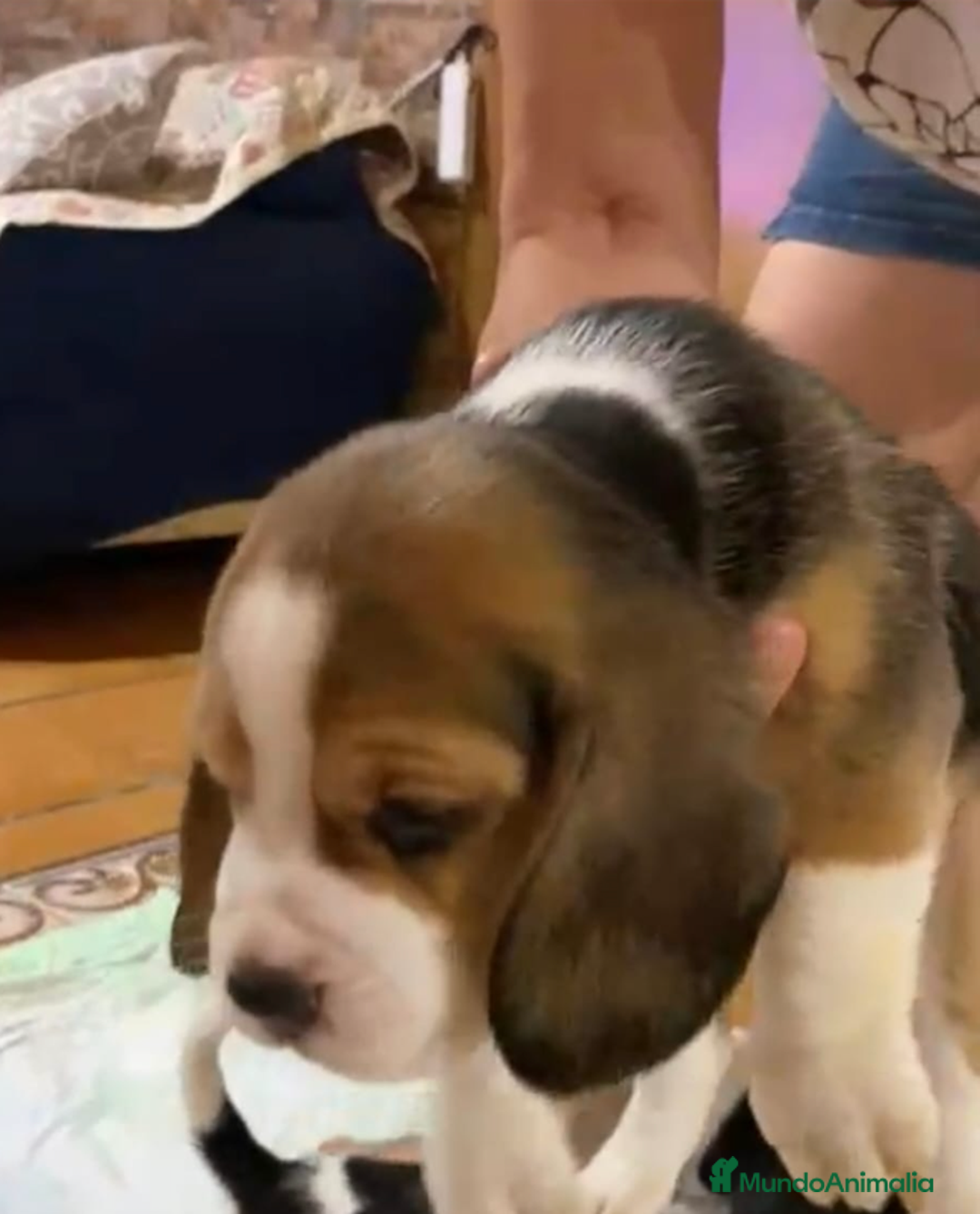 Beagle perros en venta: Beagle Macho y Hembra  - Imagen 2