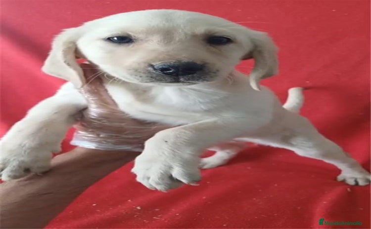 Labrador Retriever perros - Anuncio 9
