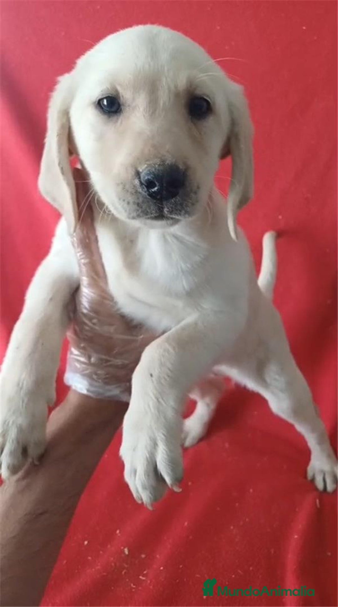 Labrador Retriever perros en venta: Labrador Retriever Dorado  - Imagen 1