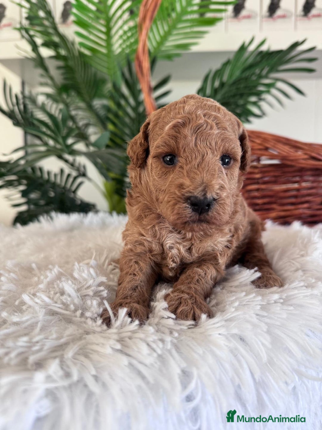 Caniche Toy perros en venta: CANICHE TOY - Imagen 7