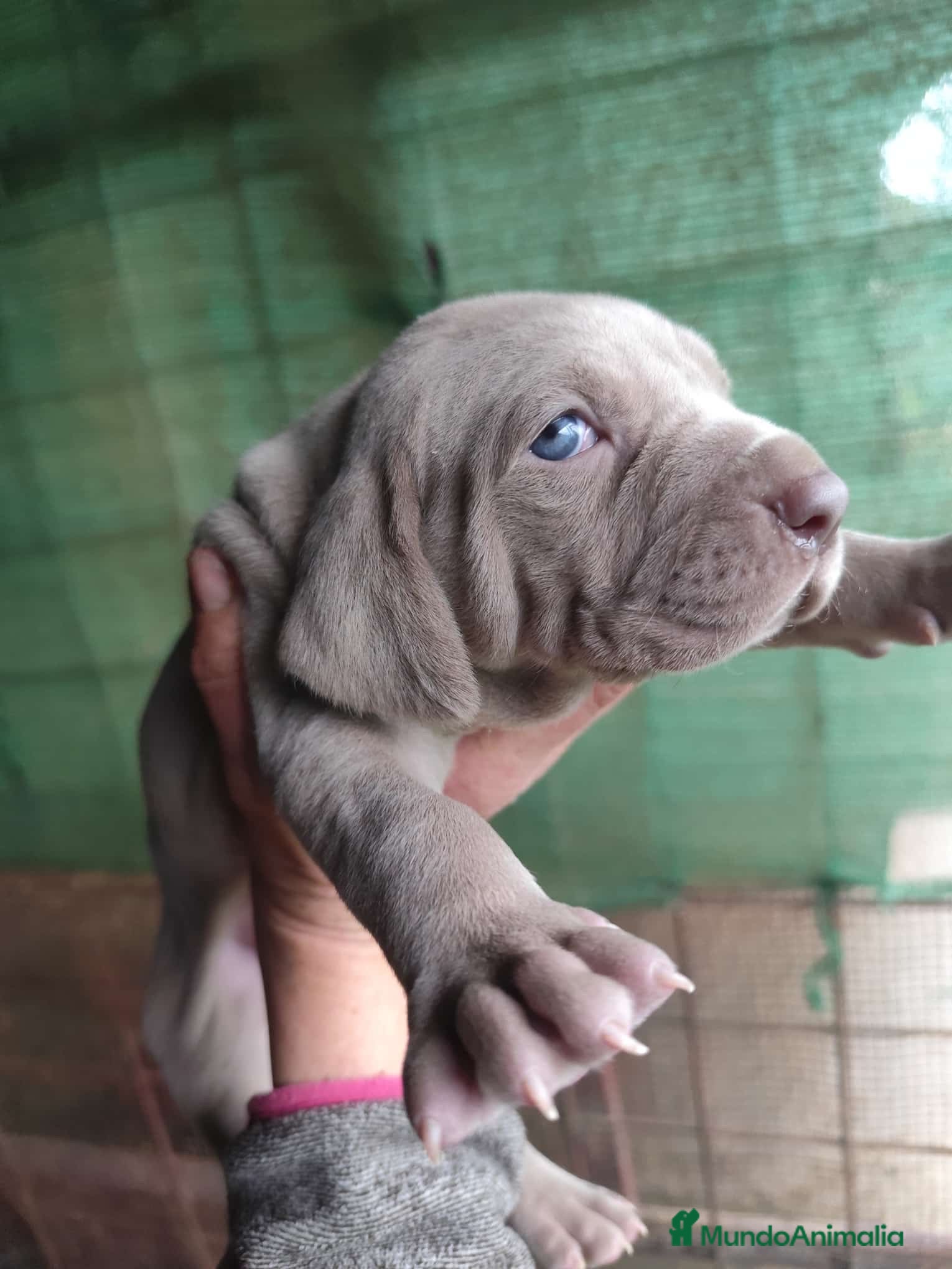 Weimaraner perros Bravo de weimar 641387649  - Anuncio 1