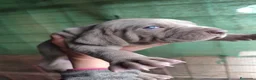 Weimaraner perros en venta: Bravo de weimar 641387649  - Anuncio 1
