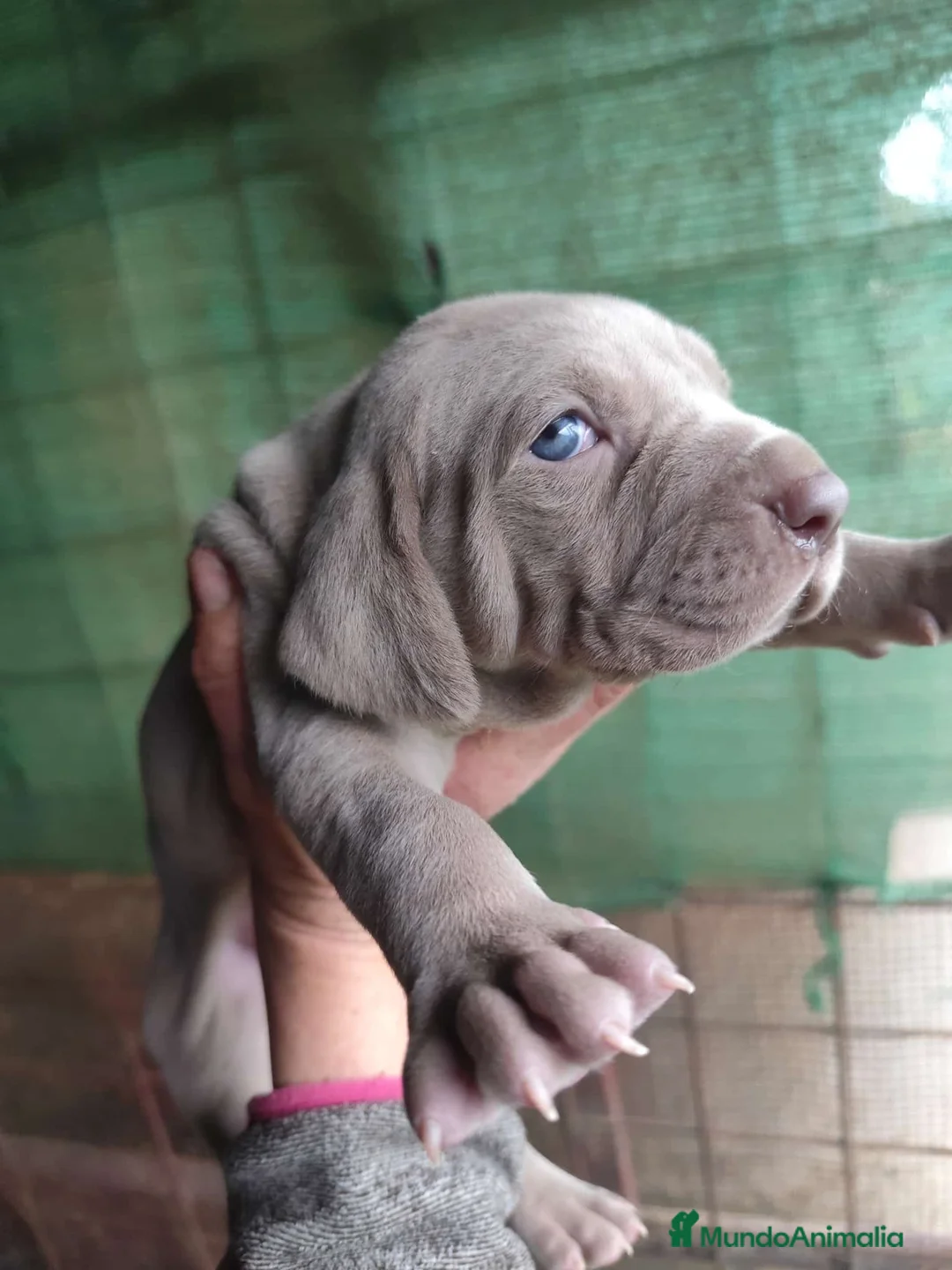 Weimaraner perros en venta: Bravo de weimar 641387649  - Anuncio 1