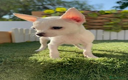 Chihuahua perros en venta: CHIHUAHUA HEMBRA BLANCA - Imagen 11