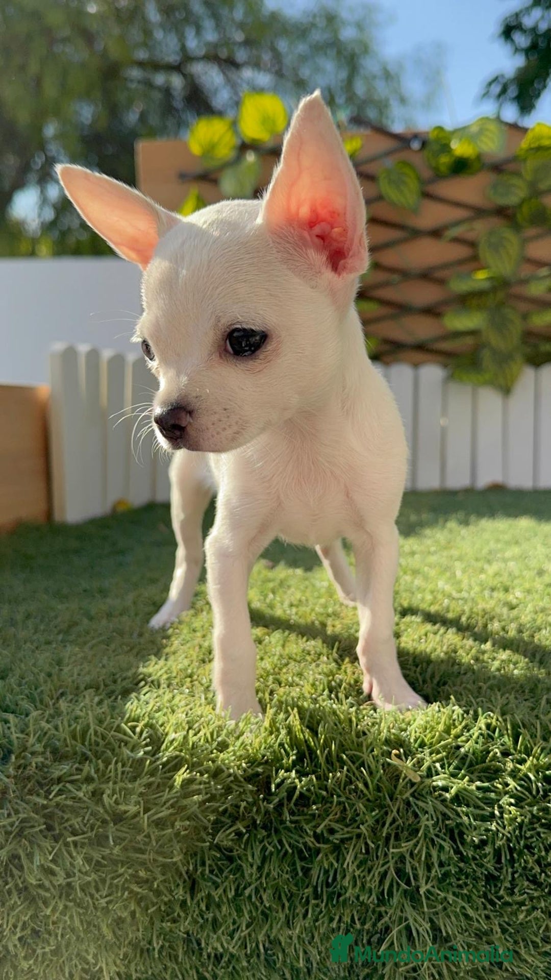 Chihuahua perros en venta: CHIHUAHUA HEMBRA BLANCA - Imagen 11
