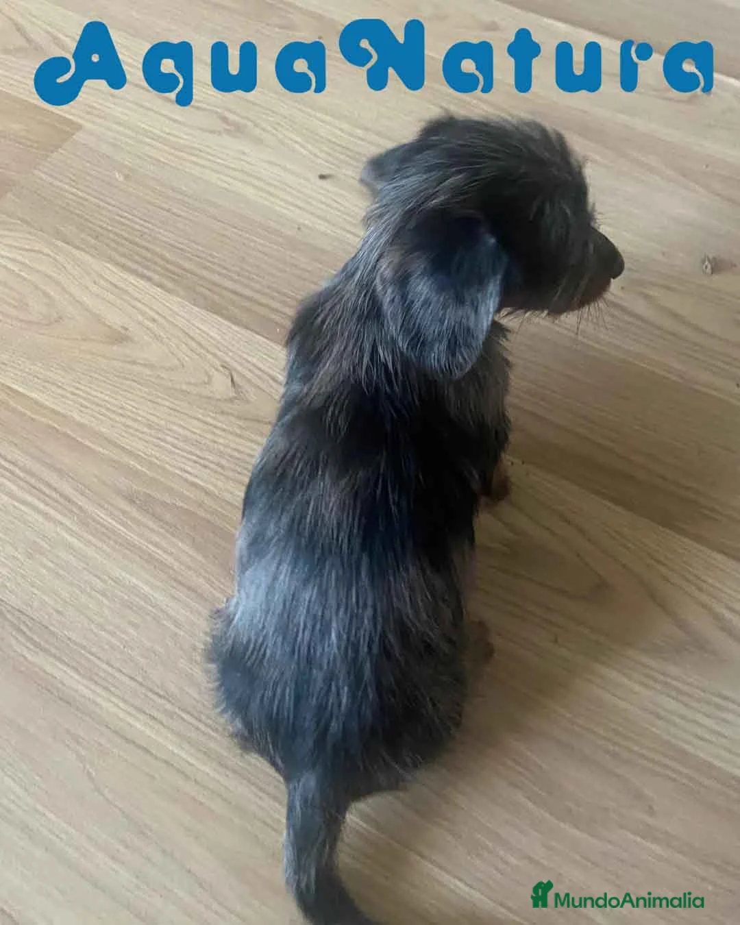 Teckel Miniatura perros en venta: Teckel Hembra Pelo Largo 1995 AQUANATURA - Anuncio 6