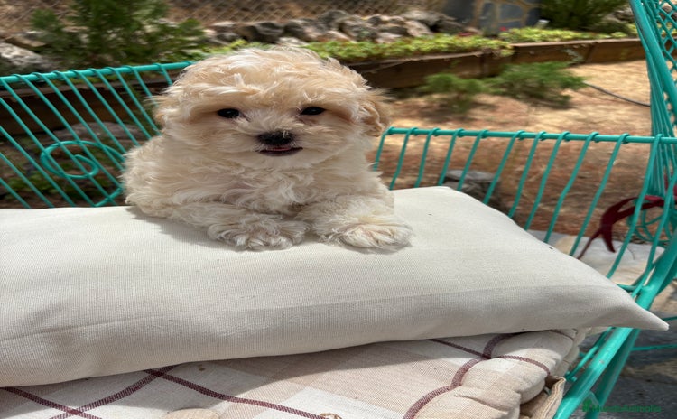 Maltipoo perros - Propaganda 2