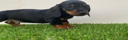 Teckel perros en venta: DACHSHUND BEBÉS ///// ESPAÑA  - Anuncio 1