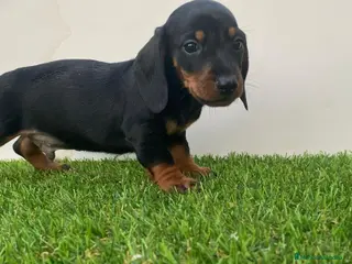 Teckel perros DACHSHUND BEBÉS ///// ESPAÑA - Anuncio 27