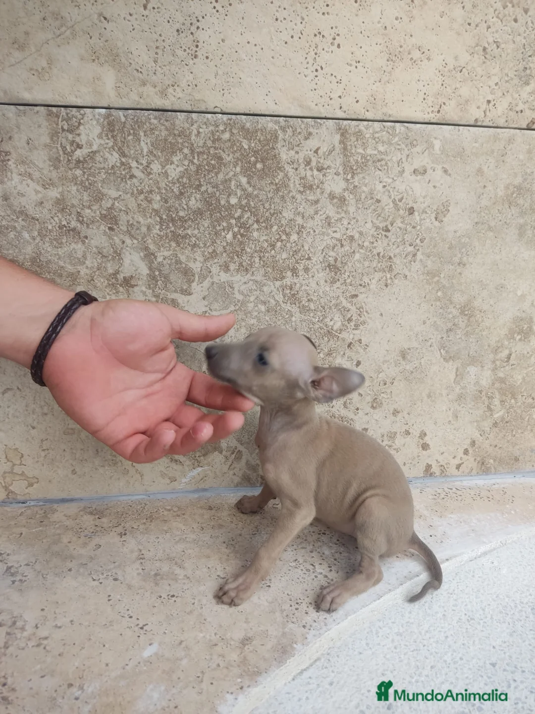 Pequeño Lebrel Italiano perros en venta: Lebrel Italiano  en Sevilla - Anuncio 2