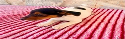 Jack Russell Terrier perros en venta: Jack Russell terrier  - Anuncio 18