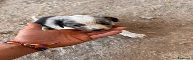 Border Collie 6