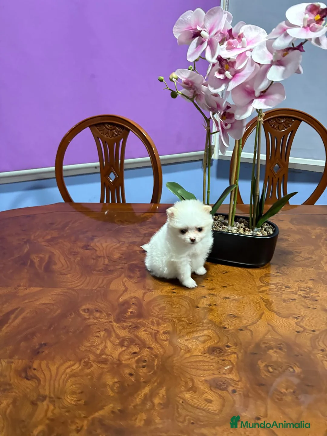 Pomerania perros en venta: Lulu de Pomerania mini toy hembra blanca naranja - Anuncio 4