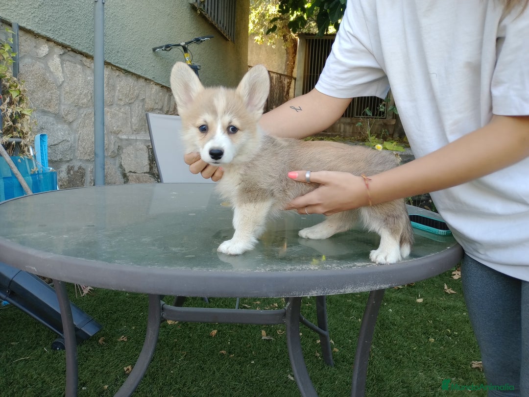 Welsh Corgi Pembroke perros en venta: Corgis simpatiquísimos - Imagen 3