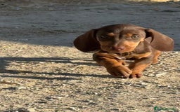 Teckel perros en venta: Macho de teke kaninchen  - Imagen 1