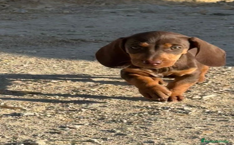 Teckel perros - Anuncio 9