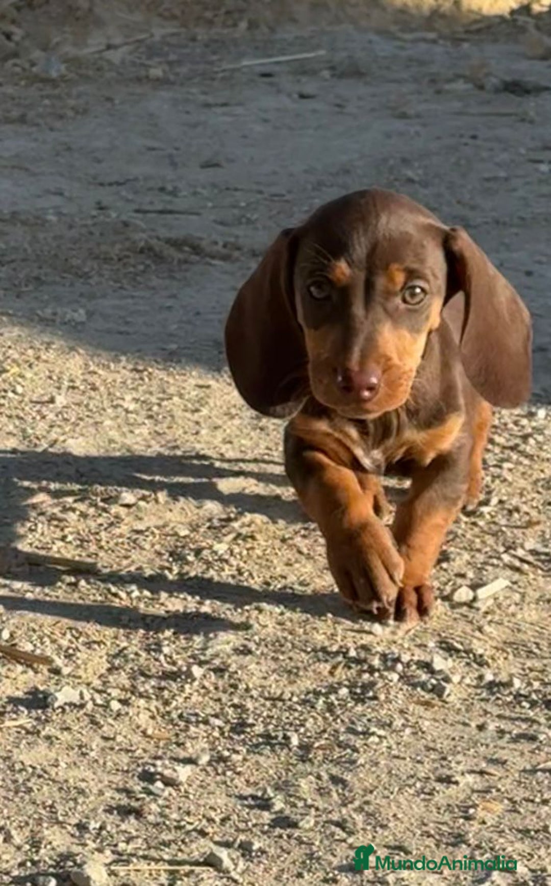 Teckel perros en venta: Macho de teke kaninchen  - Imagen 1