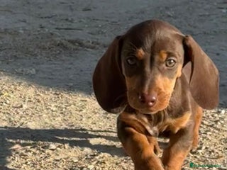 Teckel perros - Anuncio 2