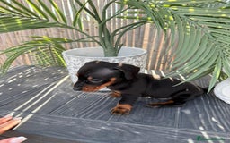 Teckel Miniatura perros en venta: Teckel miniatura  - Anuncio 2