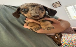 Teckel Miniatura perros en venta: Disponibles Teckels miniaturas  - Imagen 1