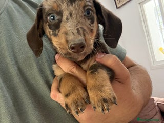 Teckel Miniatura perros - Anuncio 25