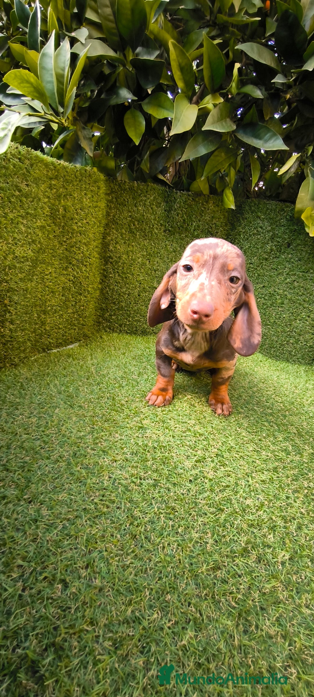 Teckel Miniatura perros en venta: camada de teckel miniatura varios colores  - Anuncio 22