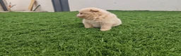 Pomerania perros en venta: Pomerania - Anuncio 6