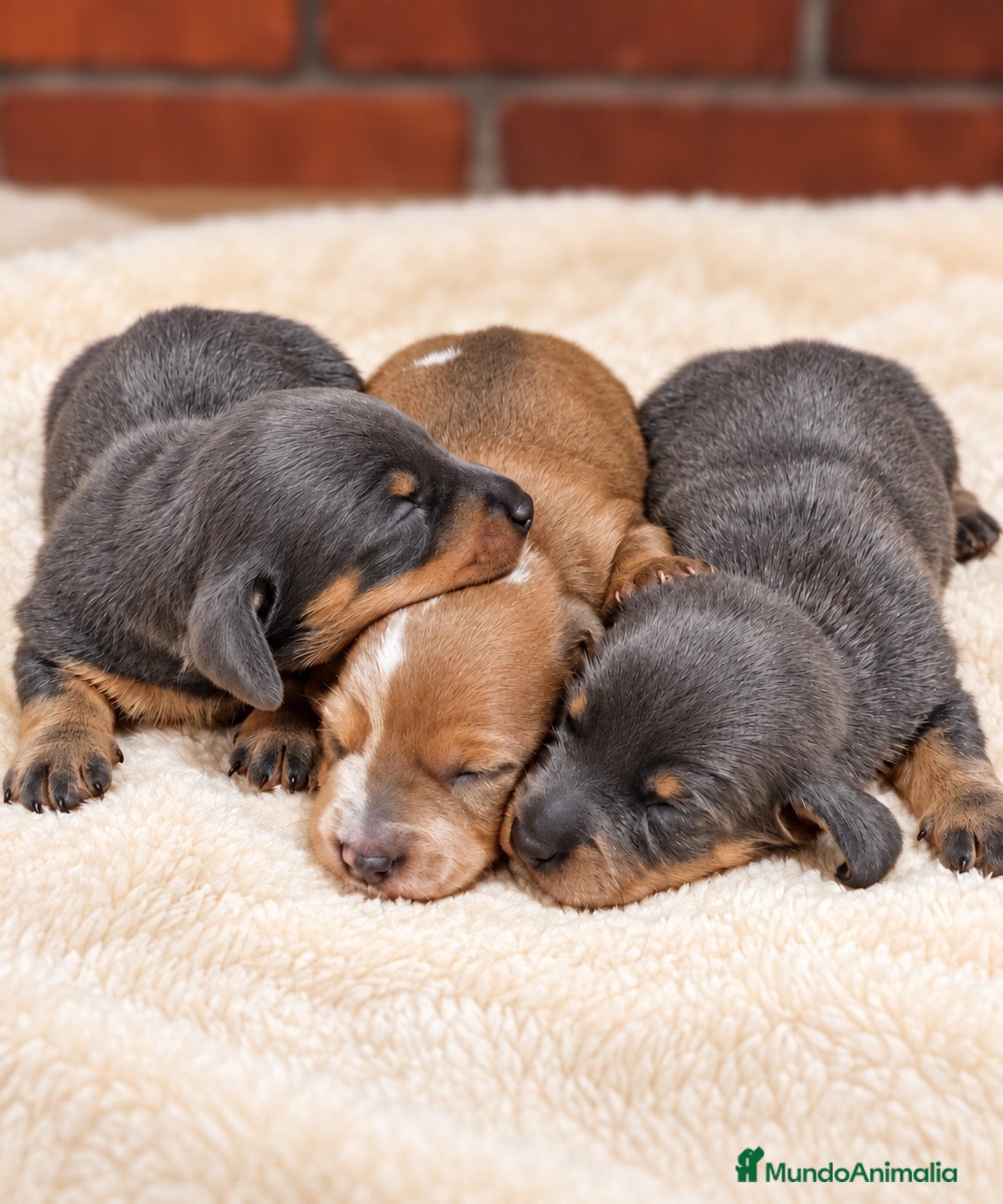 Teckel Miniatura perros Preciosas cachorras Teckel mini blue fuego - Anuncio 2