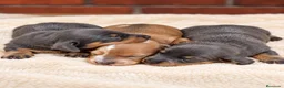 Teckel Miniatura perros en venta: Preciosas cachorras Teckel mini blue fuego - Anuncio 2