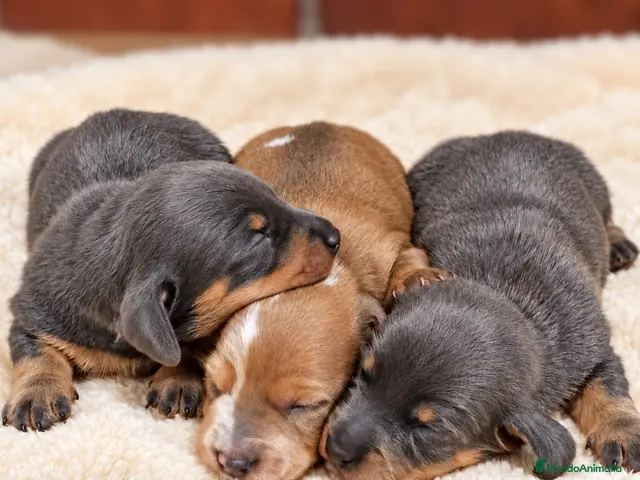 Teckel Miniatura perros Preciosas cachorras Teckel mini blue fuego - Anuncio 2