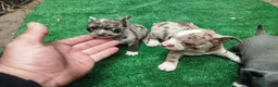Chihuahua perros en venta: Espectaculares chihuahuas exóticos línea rusa  - Anuncio 7