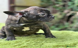 Bulldog Francés perros en venta: Bulldog atigrado  - Imagen 2