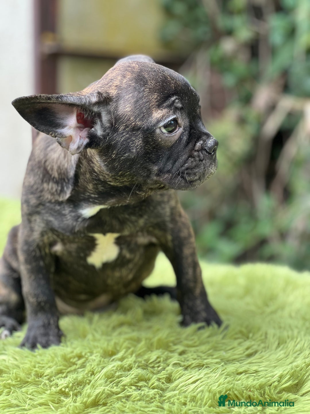 Bulldog Francés perros en venta: Bulldog atigrado  - Imagen 2