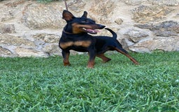 Pinscher Miniatura perros en venta: Pinscher adulto - Imagen 1