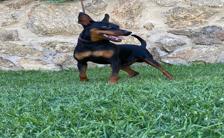 Pinscher Miniatura perros - Anuncio 14