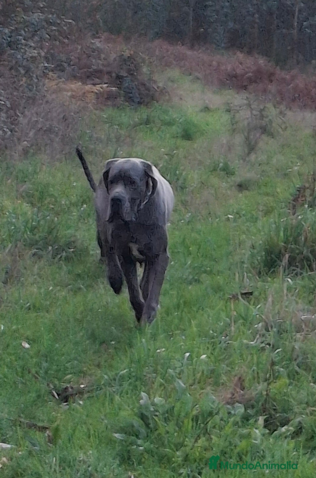 Dogo Alemán perros Hembra Dogo Alemán  - Anuncio 12