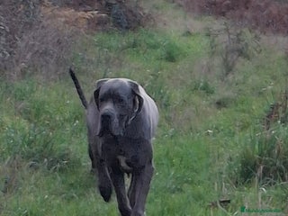 Dogo Alemán perros Hembra Dogo Alemán - Anuncio 1
