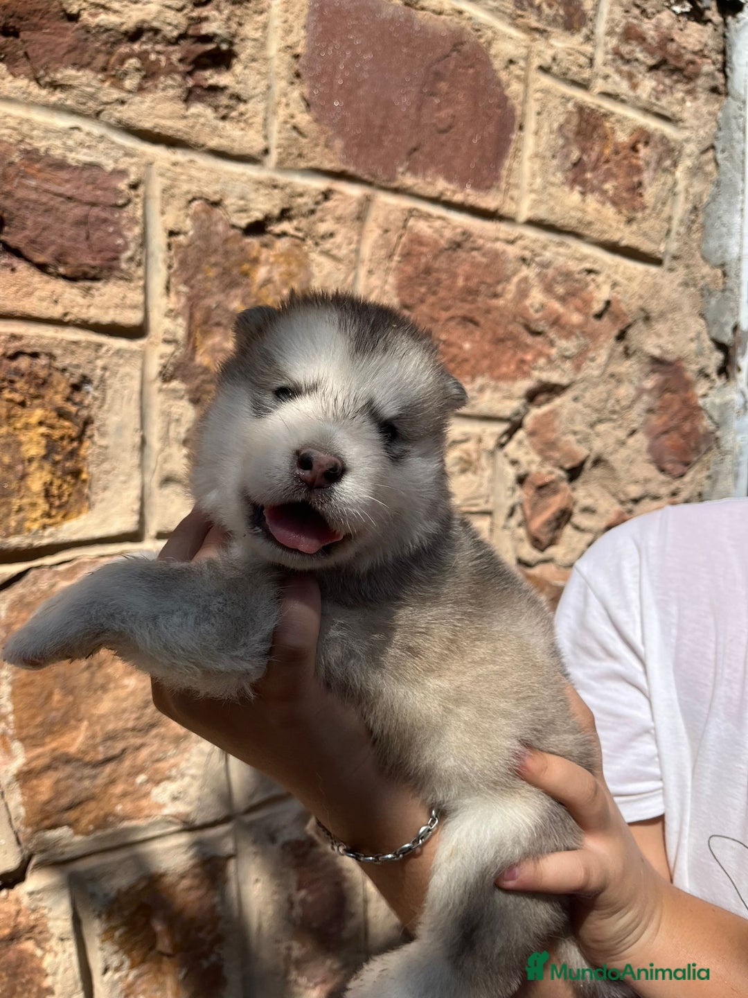 Alaskan Malamute perros en venta: CAMADA DE ALASKAN MALAMUTE - Imagen 2