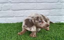 Teckel Miniatura perros en venta: Teckel mini arlequín pelo largo hembra  - Imagen 6