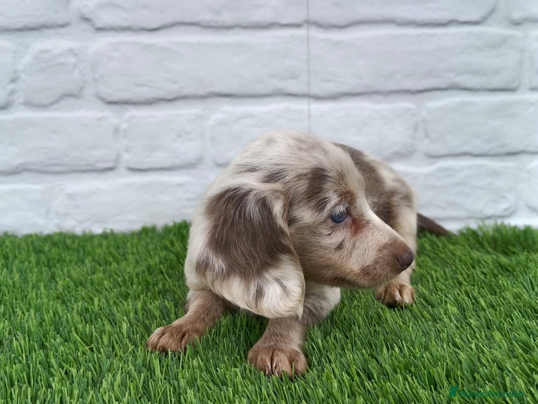 Teckel Miniatura perros en venta: Teckel mini arlequín pelo largo hembra  - Imagen 6
