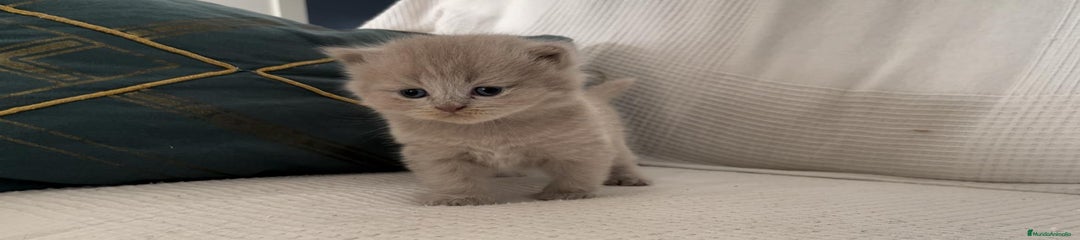 Británico de Pelo Corto Gatito 2