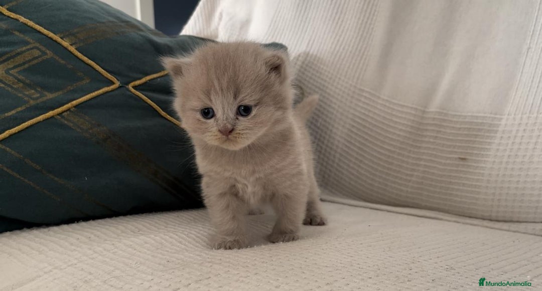 Británico de Pelo Corto gatos en venta: Camada british shortair y scottish fold  - Imagen 2